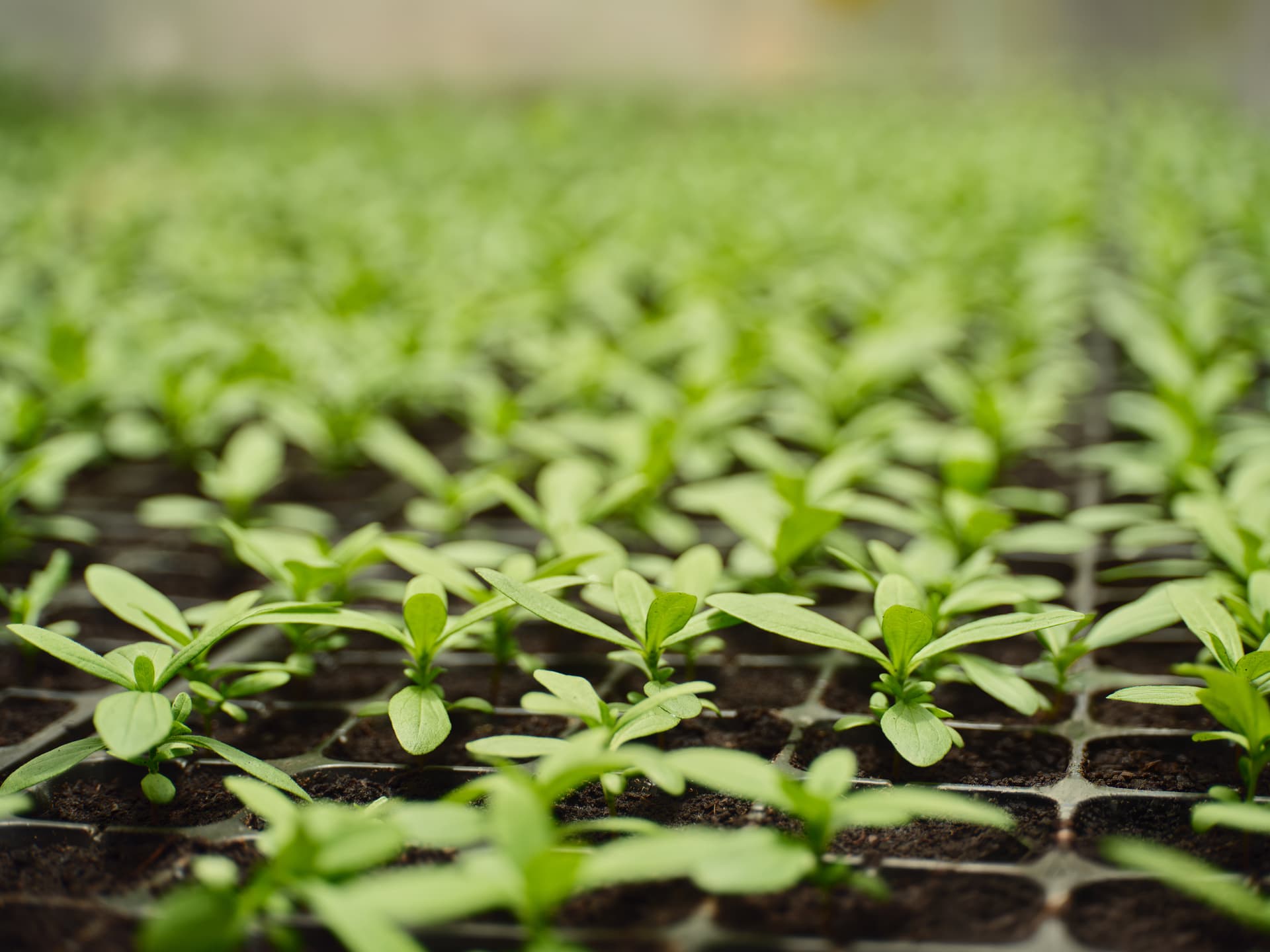 Sustainability